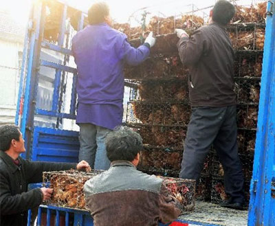 江苏禽流感地区大量禽鸡流向外地