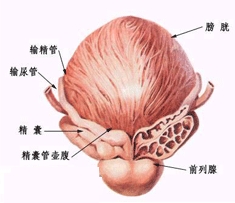 低温下同房对身体造成伤害” 